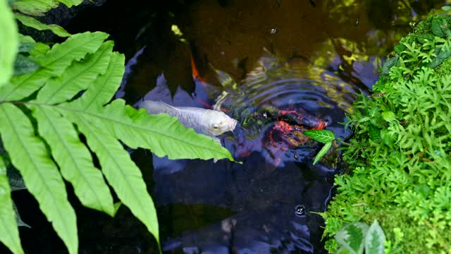 池塘里的鲤鱼或锦鲤。植物园里水中的水生动物。视频素材