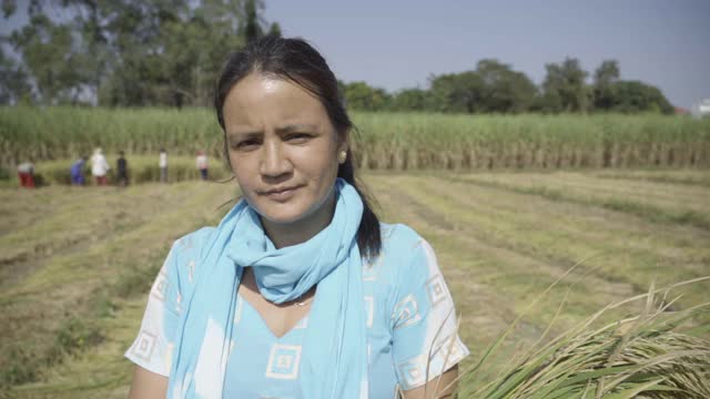 印度农民妇女与水稻作物，在印度的农业视频素材