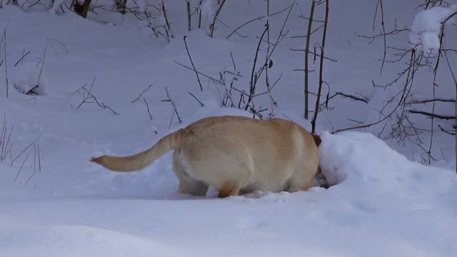 拉布拉多小狗冬天在雪地里玩耍视频素材