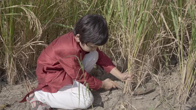 在田里割庄稼的印度男孩视频素材