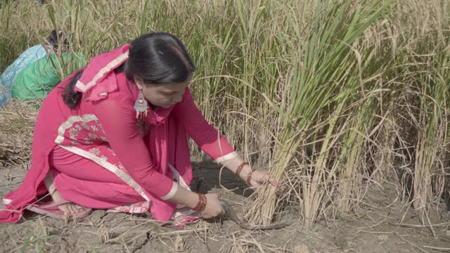 印度女农民在印度民族服饰收割稻谷作物视频素材