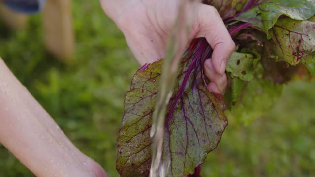 农夫洗了一串新鲜的甜菜视频素材