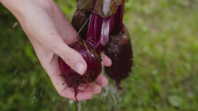 农夫在花园里洗一捆甜菜视频素材