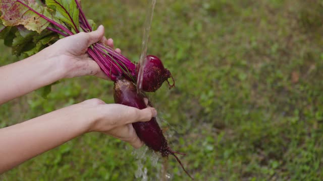 女农民在菜园子里清洗甜菜视频素材