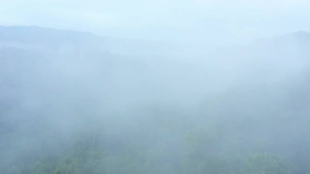 鸟瞰图在雾覆盖的雨林，开放显示森林视频素材