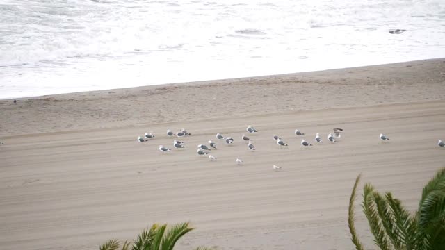 海边一群海鸥视频素材