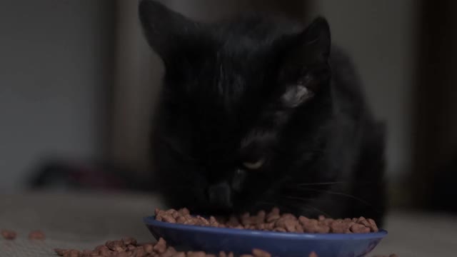 特写的猫从碗里吃东西。喂你的宠物。猫的干粮。天然的，有机的食物从一个蓝色的碗在家里。视频下载