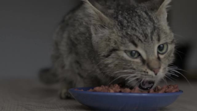 特写的猫从碗里吃东西。喂你的宠物。猫的干粮。天然的，有机的食物从一个蓝色的碗在家里。视频下载