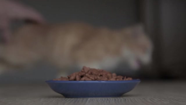 特写的猫从碗里吃东西。喂你的宠物。猫的干粮。天然的，有机的食物从一个蓝色的碗在家里。视频素材