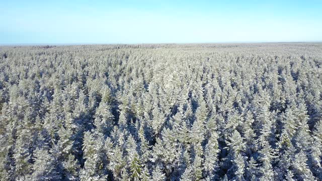 鸟瞰图的冬季积雪覆盖松林。冬季森林纹理。冬天冻景观。冰雪覆盖的森林。从上面的观点视频素材