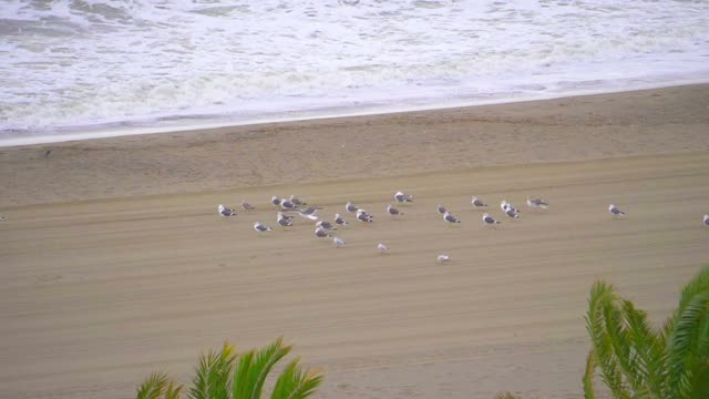 一群海鸥在海边，慢镜头180帧/秒视频素材