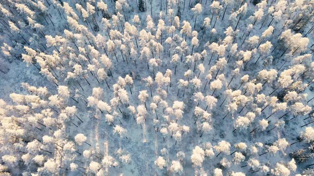 鸟瞰图的冬季积雪覆盖松林。冬季森林纹理。冬天冻景观。冰雪覆盖的森林。从上面的观点视频素材