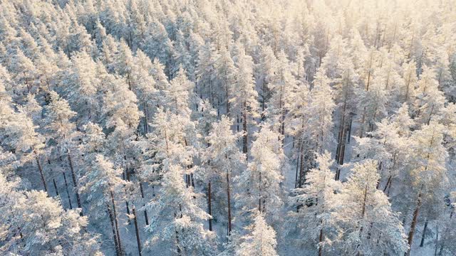 鸟瞰图的冬季积雪覆盖松林。冬季森林纹理。冬天冻景观。冰雪覆盖的森林。从上面的观点视频素材