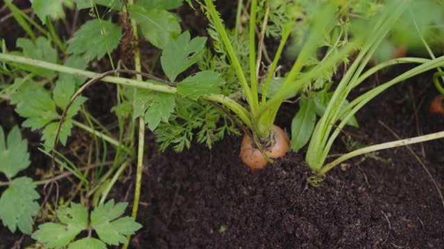 农夫在菜园里收割胡萝卜视频素材