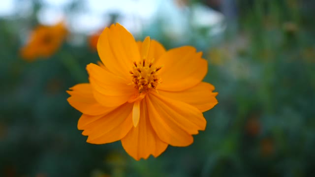 黄花随风摇曳，花圃视频视频素材