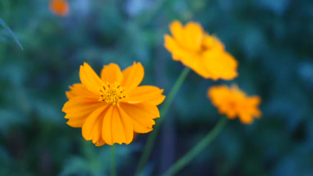 黄花随风摇曳，花圃视频视频素材