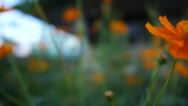 黄花随风摇曳，花圃视频视频素材