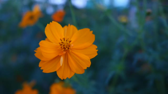 黄花随风摇曳，花圃视频视频素材