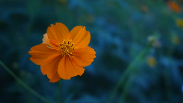 黄花随风摇曳，花圃视频视频素材