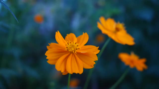 黄花随风摇曳，花圃视频视频素材