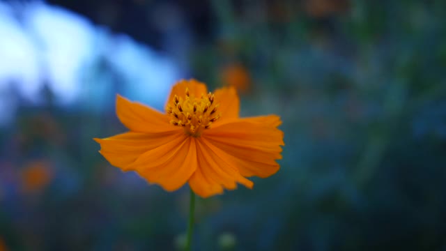 黄花随风摇曳，花圃视频视频素材