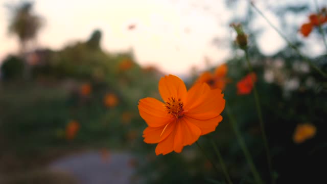 黄花随风摇曳，花圃视频视频素材