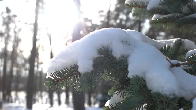 云杉树枝上的雪。视频素材