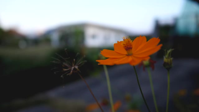 黄花随风摇曳，花圃视频视频素材