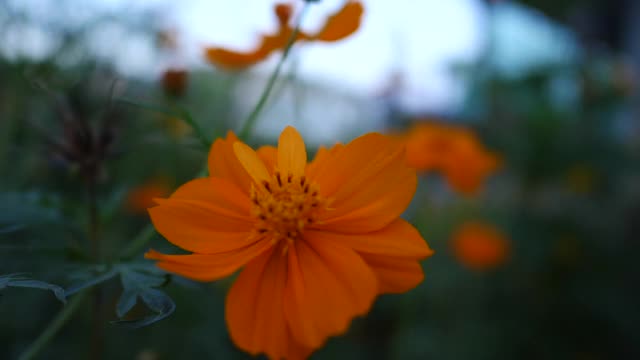 黄花随风摇曳，花圃视频视频素材