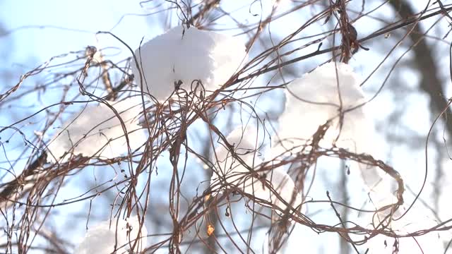 雪落在细树枝上。视频素材