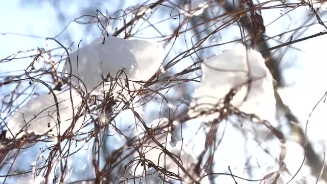 雪和树枝。视频素材