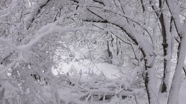 冬天森林里的树枝上覆盖着雪视频素材