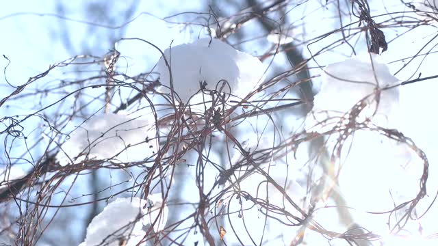 树枝和雪宏。视频素材