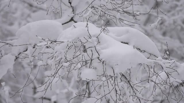 冬天森林里的树枝上覆盖着雪视频素材