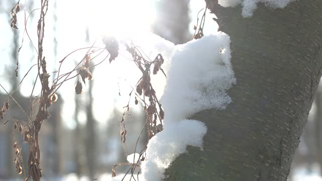 树皮和雪宏。视频素材