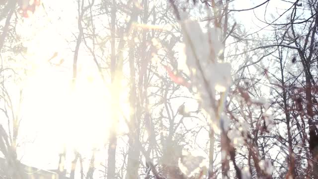 雪花从树枝上飘落。视频素材