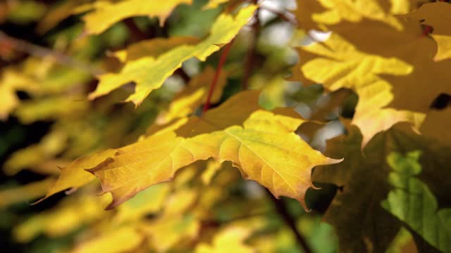 秋天，五彩斑斓的树叶在秋天公园的一棵橡树上摇摆。秋天的背景。美丽的自然风景视频素材