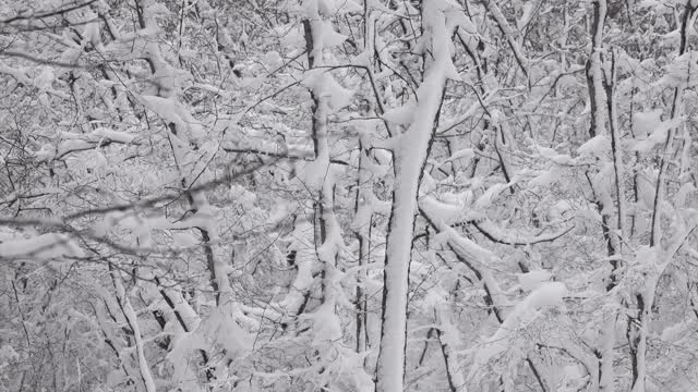 冬天森林里的树枝上覆盖着雪视频素材