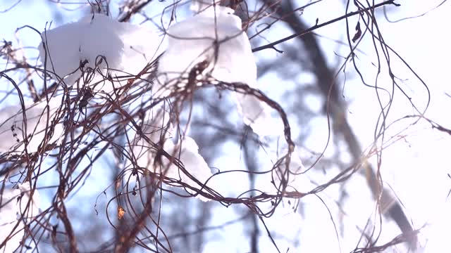 雪花飘落，树枝飘落。视频素材