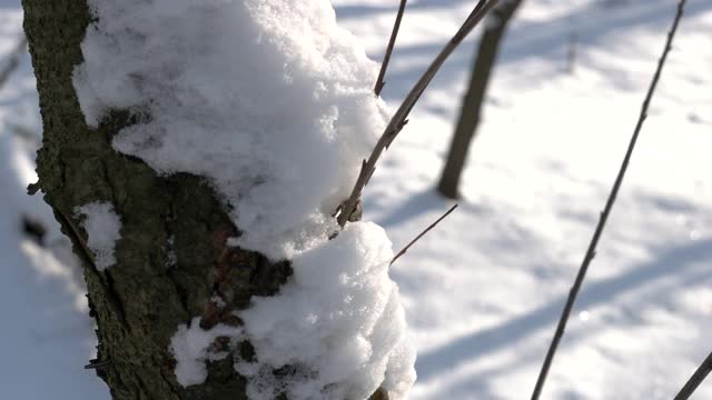 雪落在树干上。视频素材