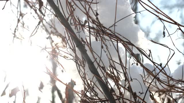 干植物和雪。视频素材