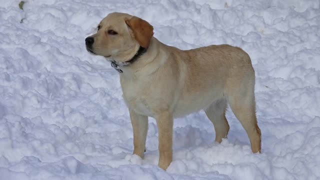 雪地里的拉布拉多猎犬视频素材