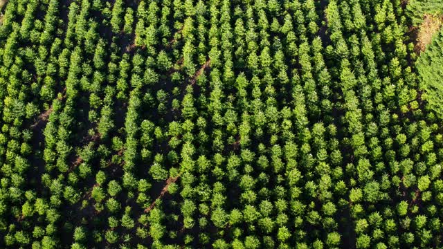 4千美元的空中圣诞树种植园视频素材