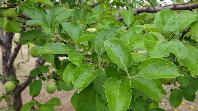 新鲜的苹果树叶在风中摇曳视频素材