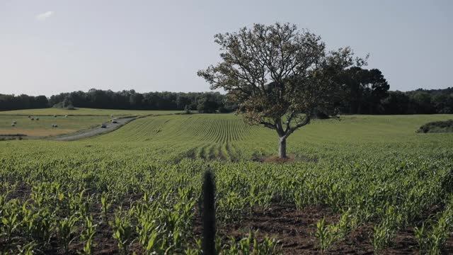 玉米地和美丽的景色视频素材