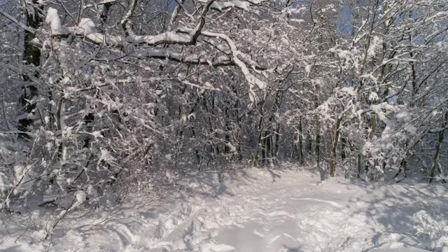 在冰雪覆盖的冬日森林里飞翔视频素材