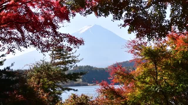 富士山和富士山五湖的秋叶颜色:川口湖视频素材