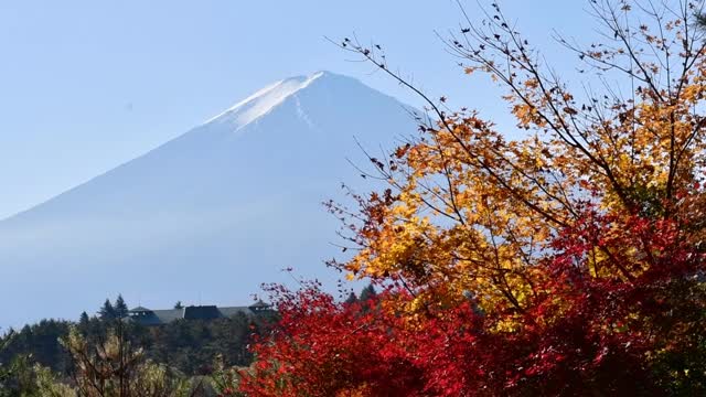 富士山和富士山五湖的秋叶颜色:川口湖视频素材