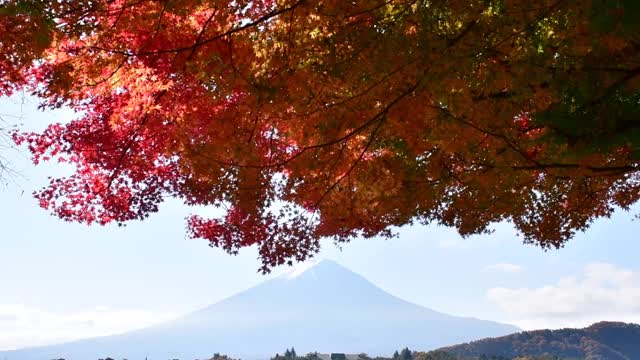 富士山和富士山五湖的秋叶颜色:川口湖视频素材