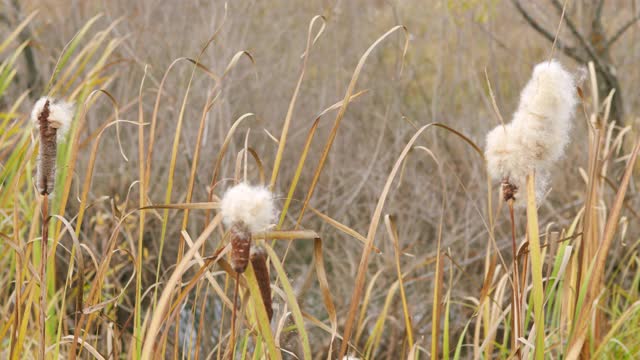 芦苇随风飘散。(香蒲latifolia)。视频素材